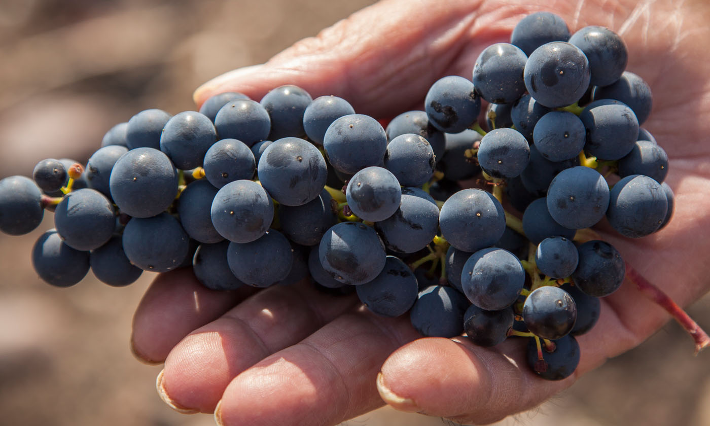 Espectacular Amperio Limpiar el piso Variedades de uvas y variedades de vinos más populares - La Prensa del Rioja