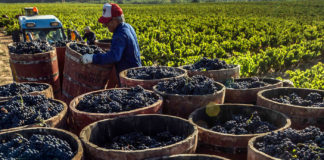 Controles vino de Rioja