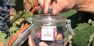vendimia en Rioja