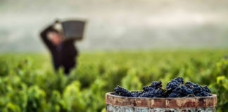 vendimia 2018 en Rioja
