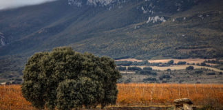 Asociación de Bodegas de Euskadi