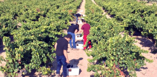 el mejor clima para el mundo del vino