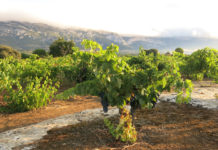 Viñedos Singulares en Rioja