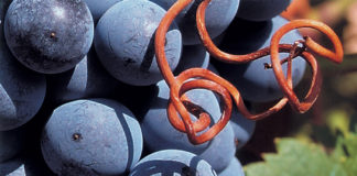 variedades de uva adaptadas al clima cálido