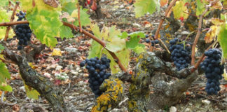 cambio climático vino de Rioja