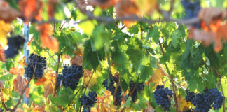 Cooperativas de Rioja