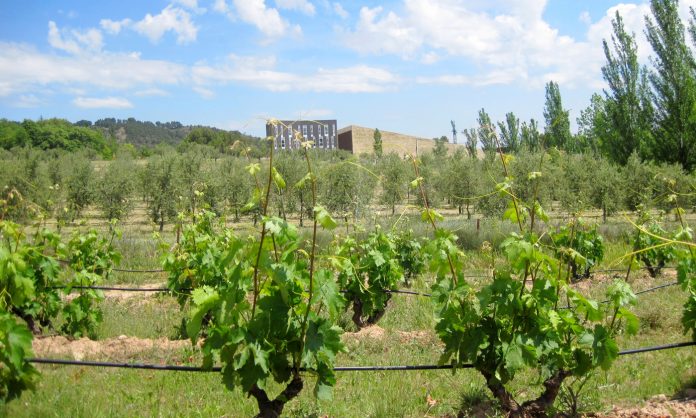 viticultura sostenible