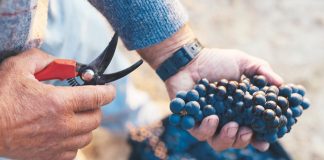 viticultores riojanos cuota consejo regulador