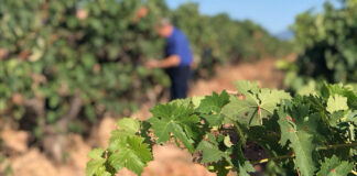 vendimia 2020 en Rioja