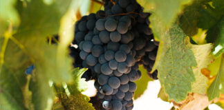 Variedad de uva graciano