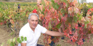 Juan Luis Cañas, propietario de la bodega, muestra una de las cepas de la variedad ‘Benedicto’, progenitora del Tempranillo, localizadas en sus viñedos.