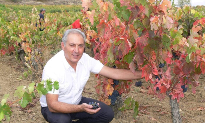 Juan Luis Cañas, propietario de la bodega, muestra una de las cepas de la variedad ‘Benedicto’, progenitora del Tempranillo, localizadas en sus viñedos.