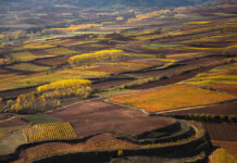 El Consejo Regulador propone mantener la limitación de nuevas plantaciones de viñedo en la DOCa Rioja