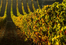 La UE cierra un acuerdo sobre el “paquete vino” con nuevas medidas para reforzar la competitividad del sector