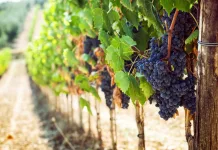 Nuevas tecnologías para reducir la adición de sulfuroso