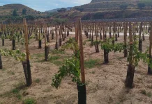 ¿Cómo preparan las bodegas de Rioja el viñedo (y el vino) del futuro?