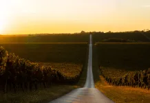 tradición e innovación en Rioja vista de un viñedo