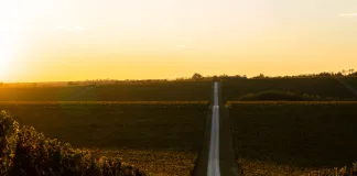 tradición e innovación en Rioja vista de un viñedo