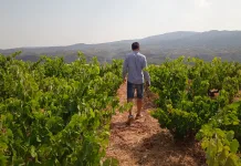 Viñedo ecológico de Bodegas Clemente García