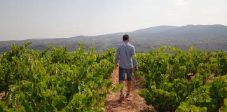 Viñedo ecológico de Bodegas Clemente García