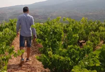 El vino ecológico ante el reto de la rentabilidad y el posicionamiento