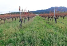 Un curso en Arnedo enseñará a gestionar cubiertas vegetales en viñedo