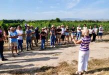 Nuevas estrategias para combatir el oídio y el mildiu en el viñedo