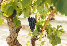 La maduración de la uva avanza con buenas condiciones sanitarias en Rioja