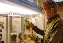 La ecología química ayuda a mejorar el control de plagas en la vid